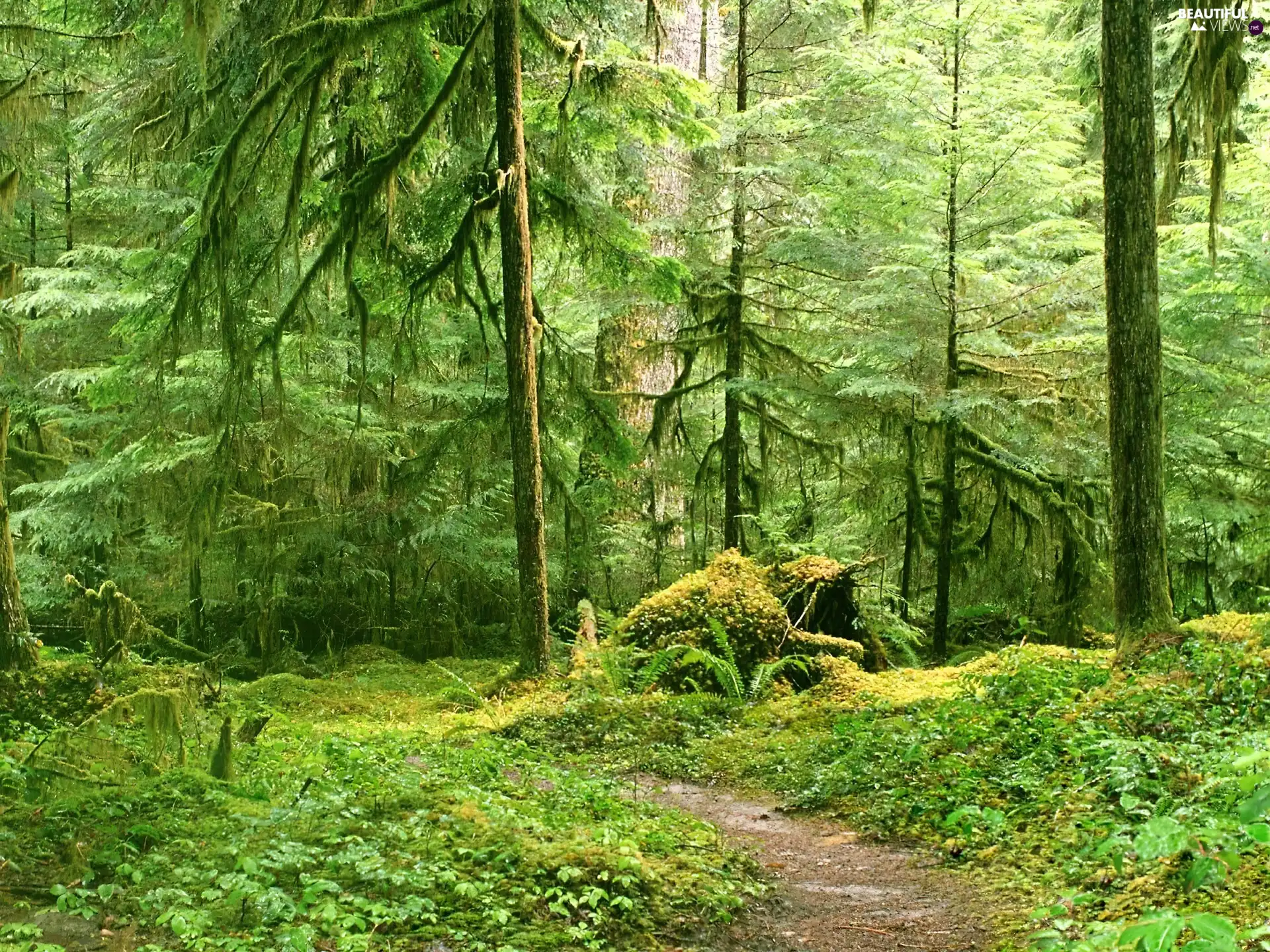 Wolf, Path, Grey