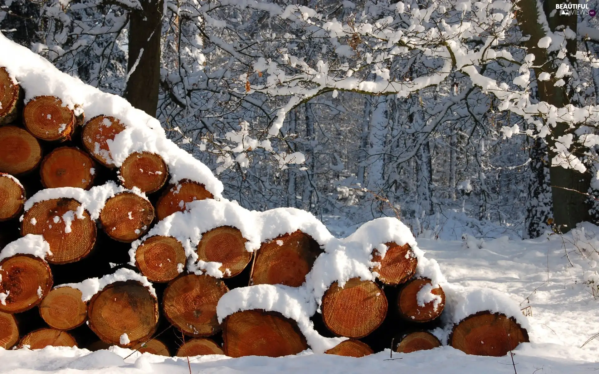 Wood, snow, forest, cut, winter