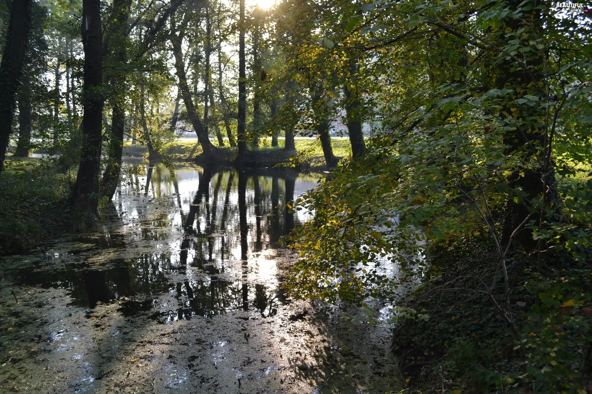 Wooded, ivy, trees, viewes, Pond - car