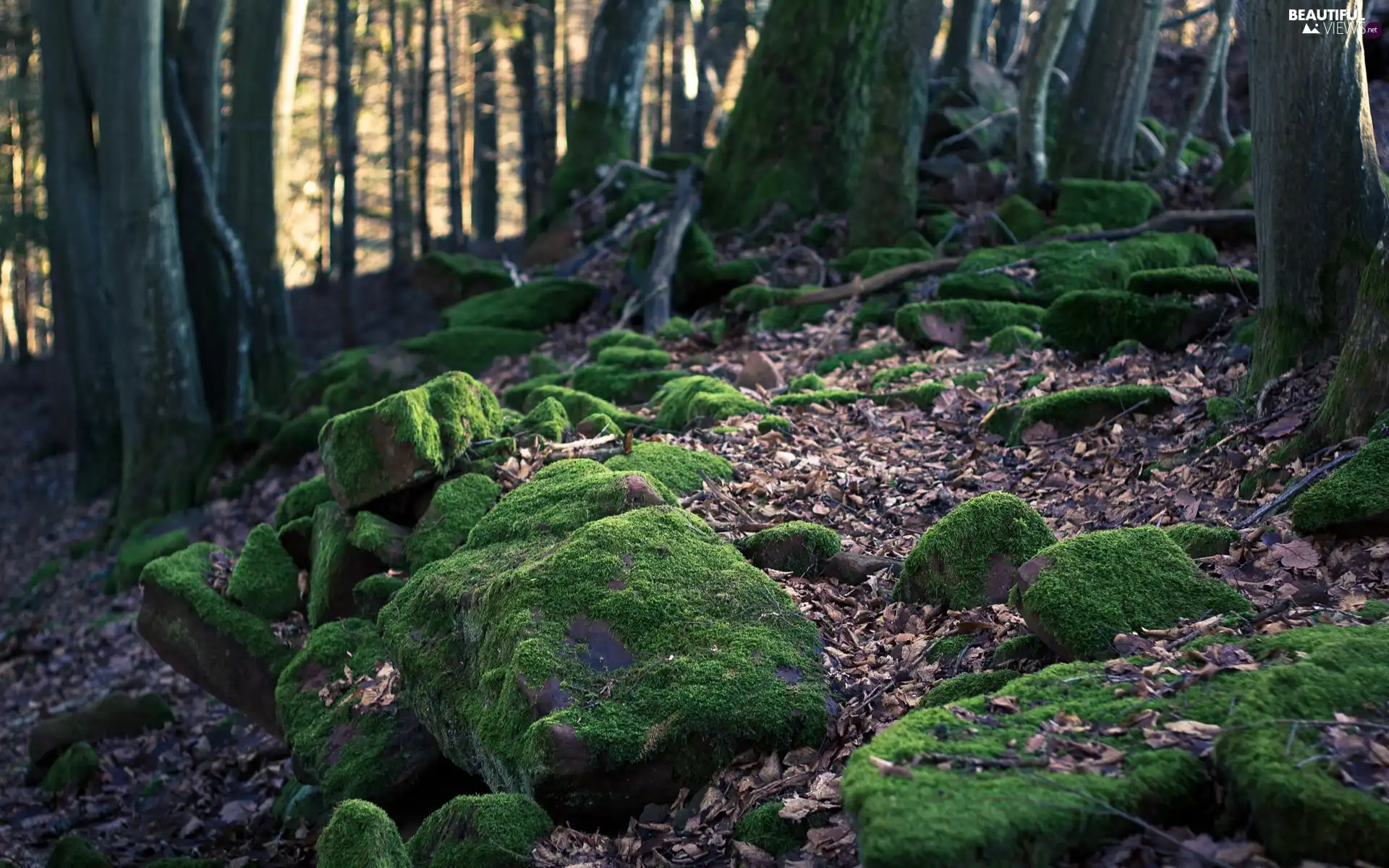 viewes, forest, Wooded, moss, Stones, trees