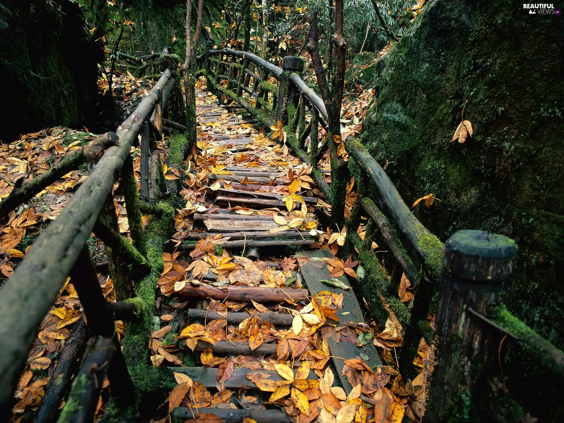 wooden, bridges, viewes, Leaf, trees