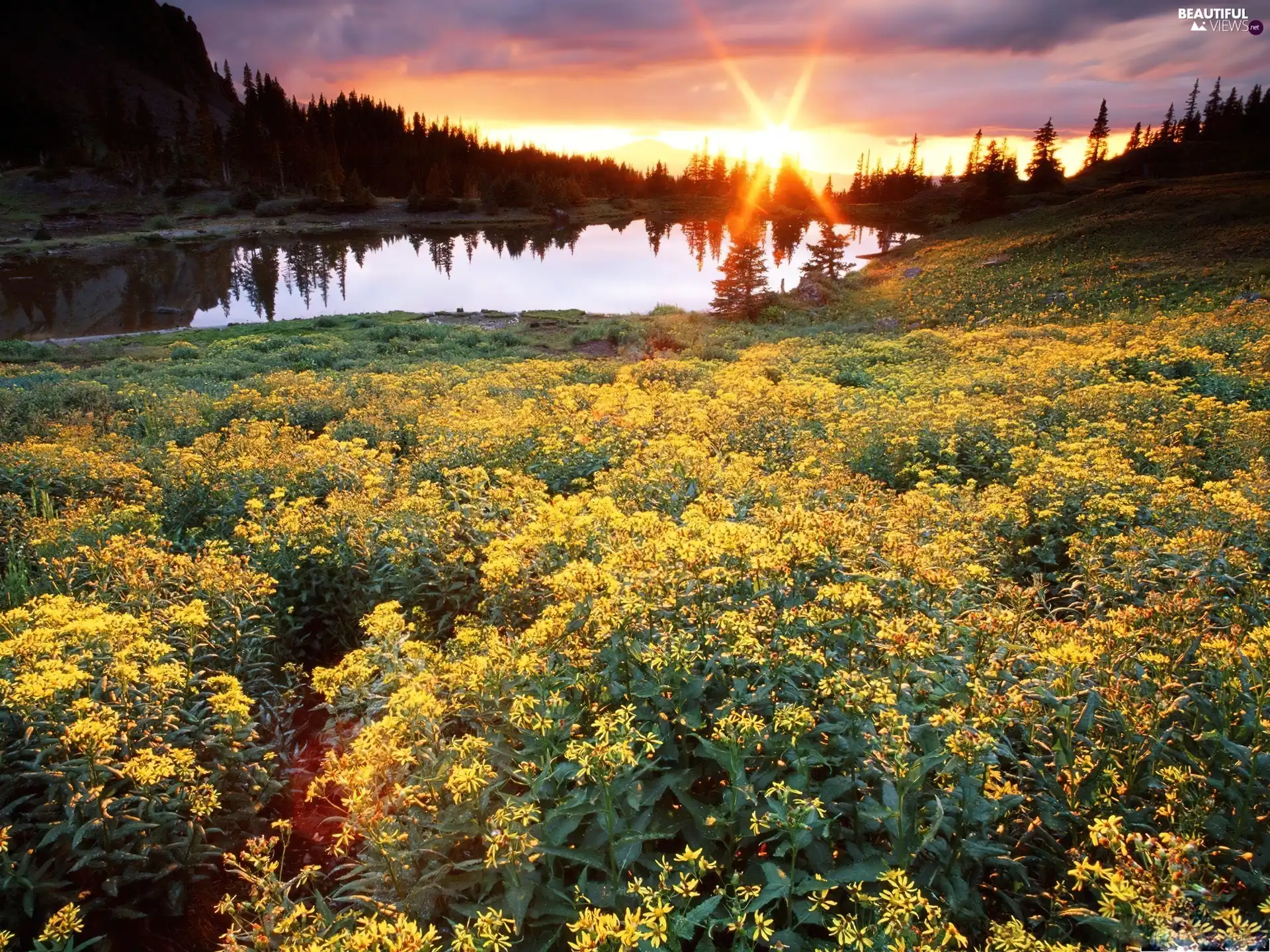 woods, Flowers, sun, lake, west