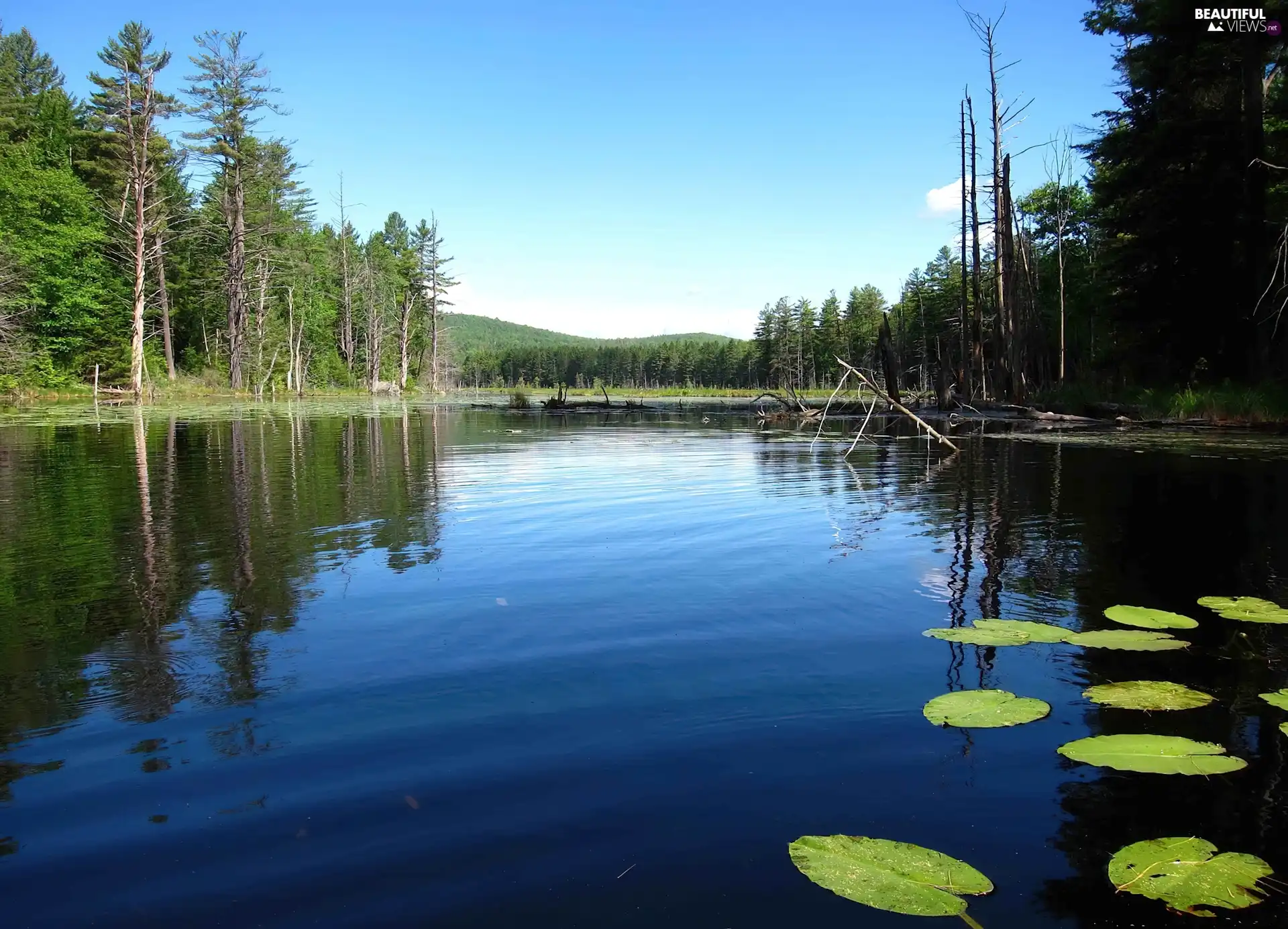 lake, woods