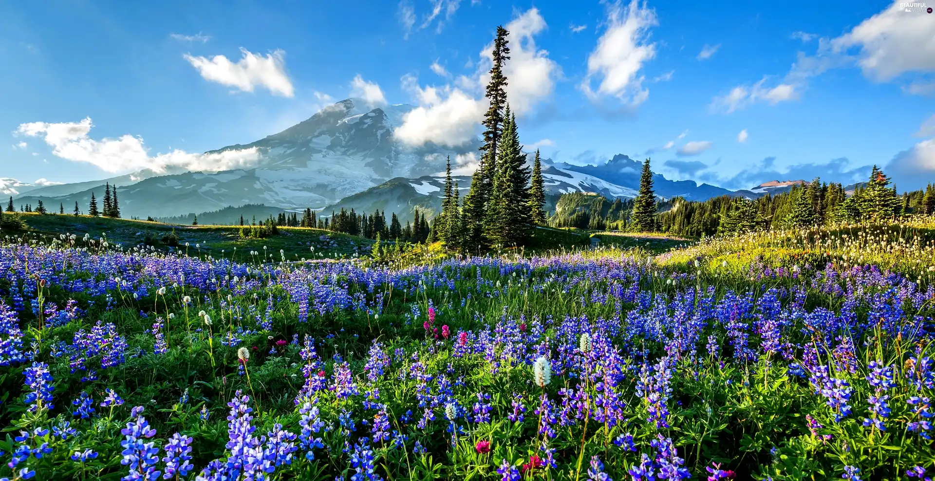 Meadow, Mountains, woods, Flowers