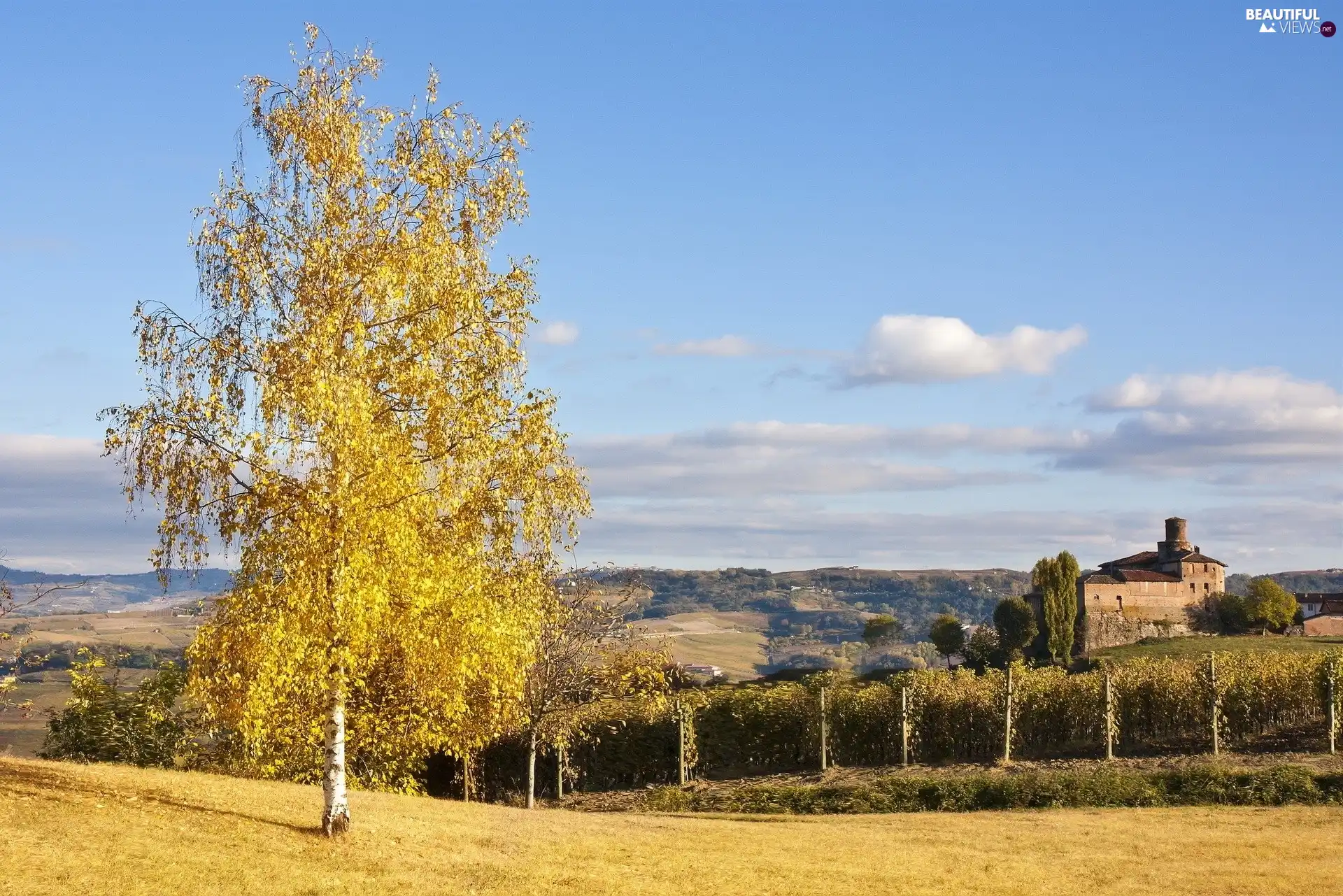 Leaf, birch-tree, Yellow