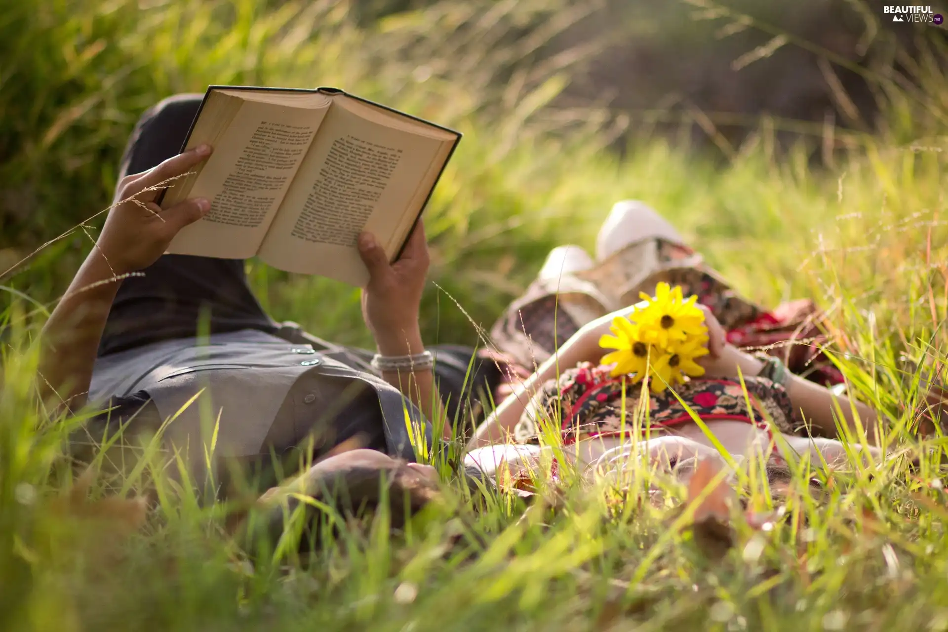 Steam, Meadow, Yellow, Flowers, Book, grass