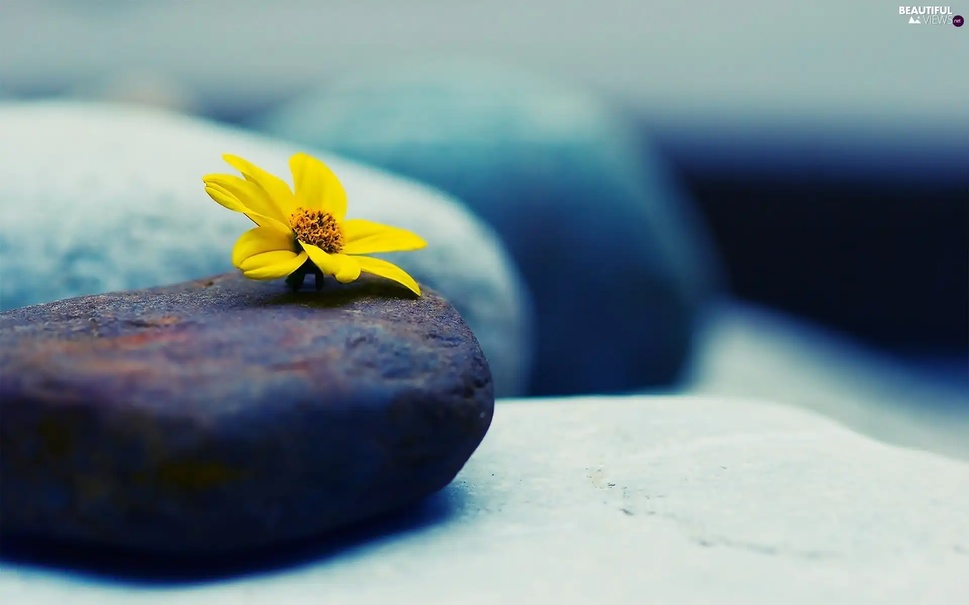 Colourfull Flowers, Stones, Yellow