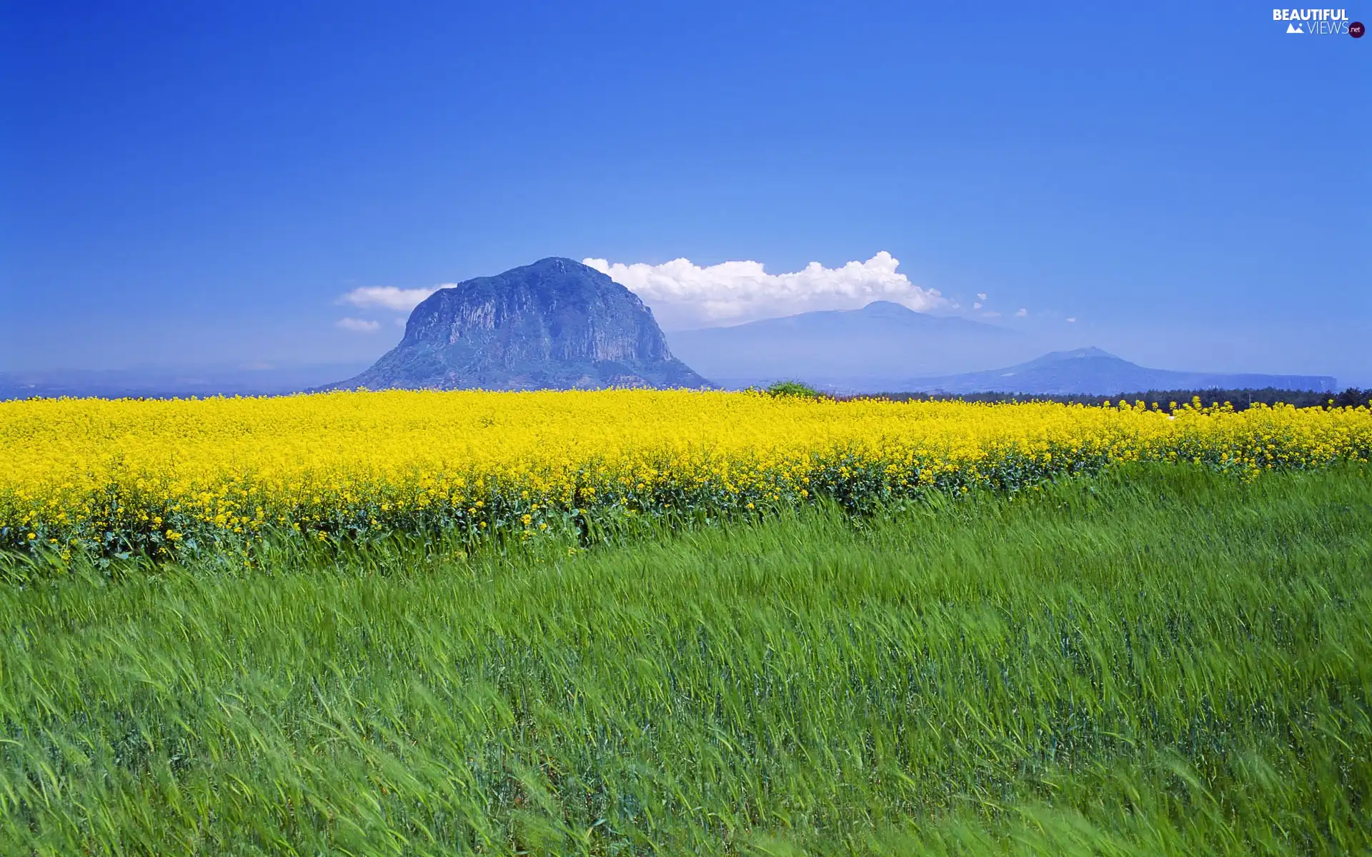 mountains, Island, Yellow, Flowers, Meadow, Jeju