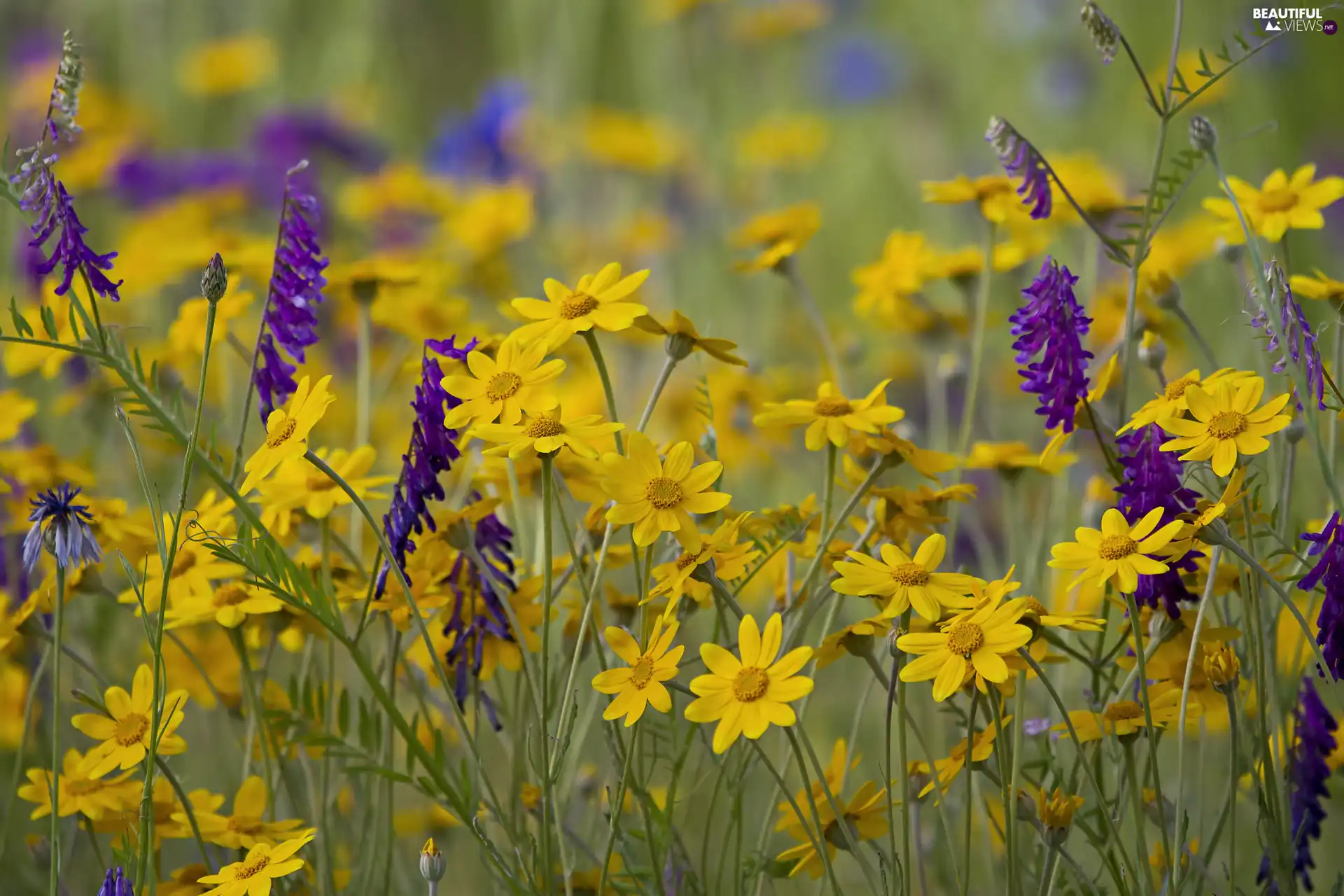 Yellow, Flowers, Vetch, Sunflower Rough, Meadow, purple