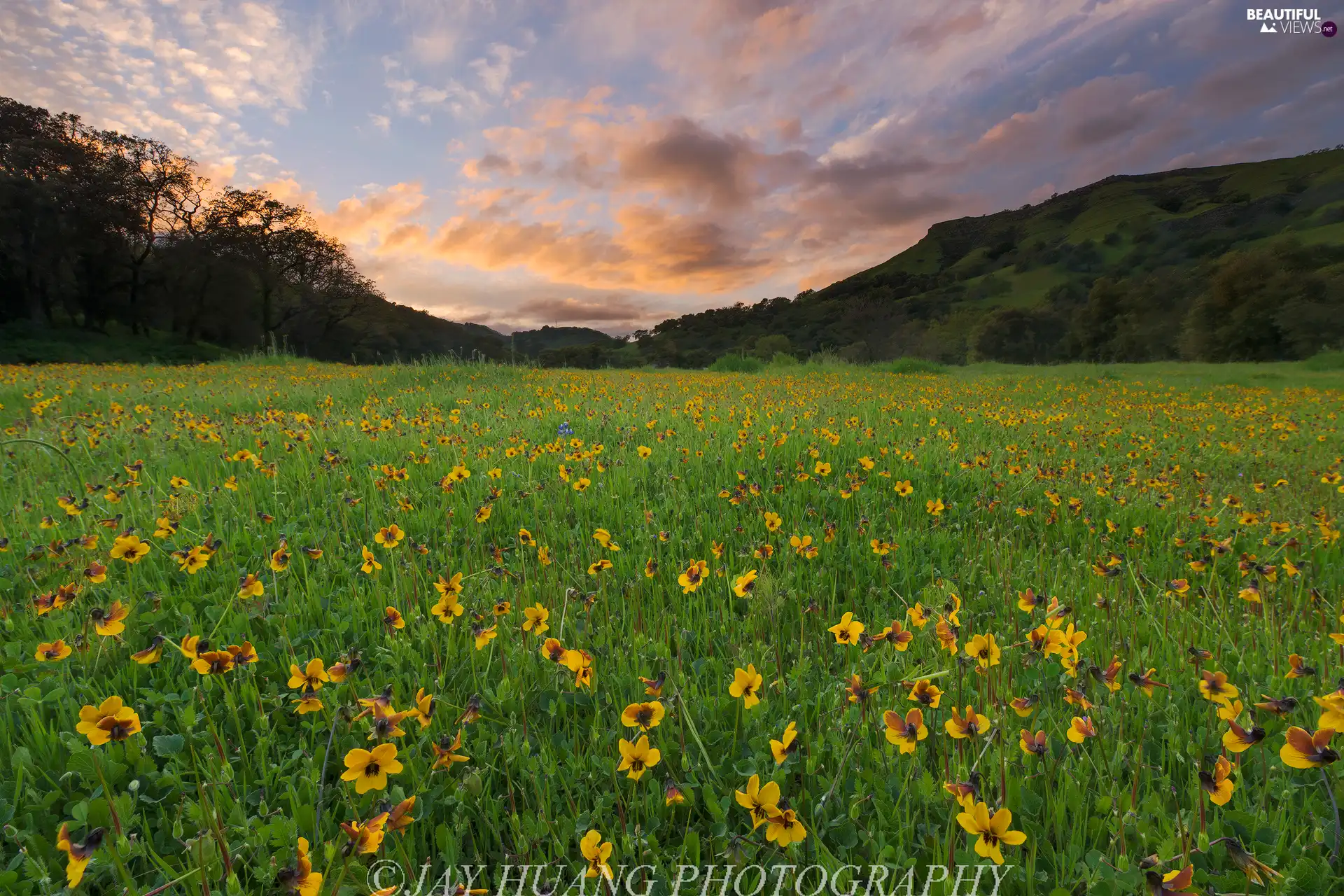 Flowers, Valley, viewes, Yellow, Meadow, trees, clouds