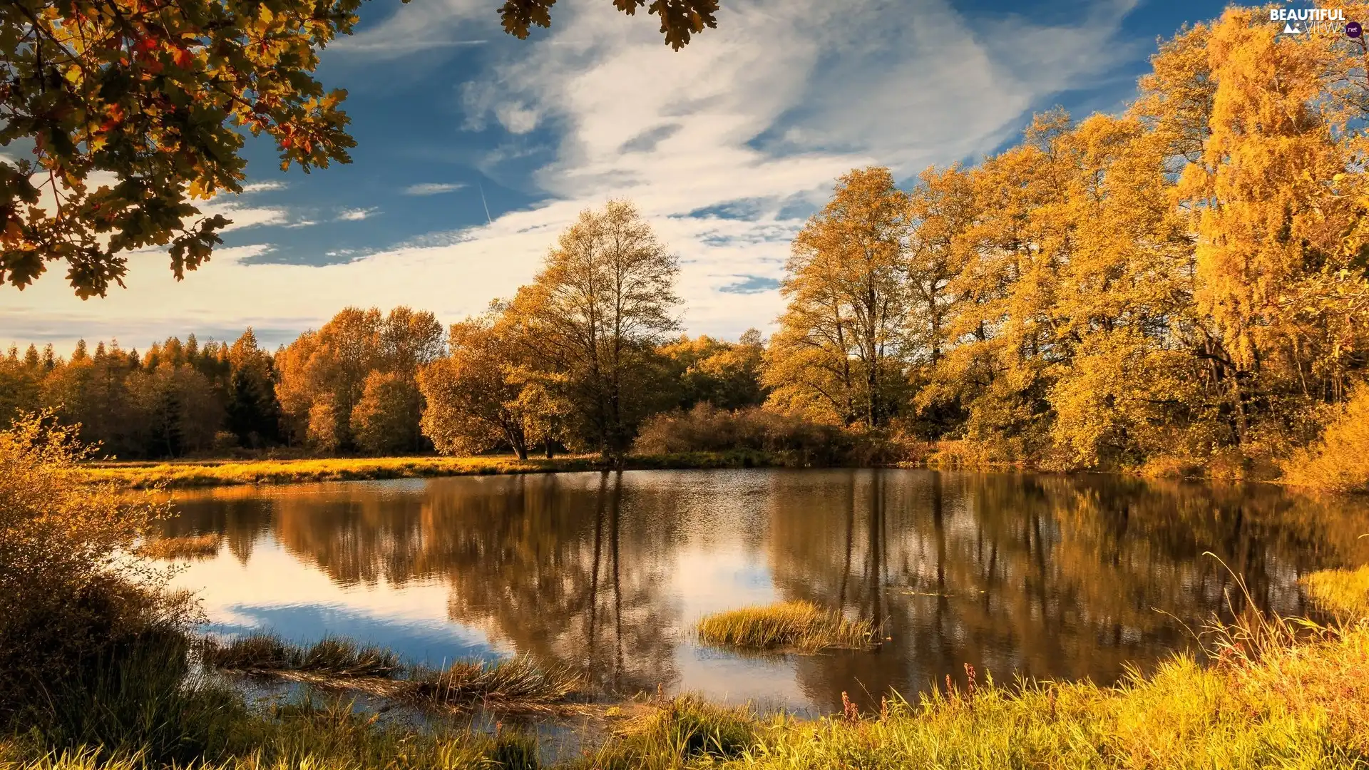 viewes, Pond - car, Yellowed, trees, autumn