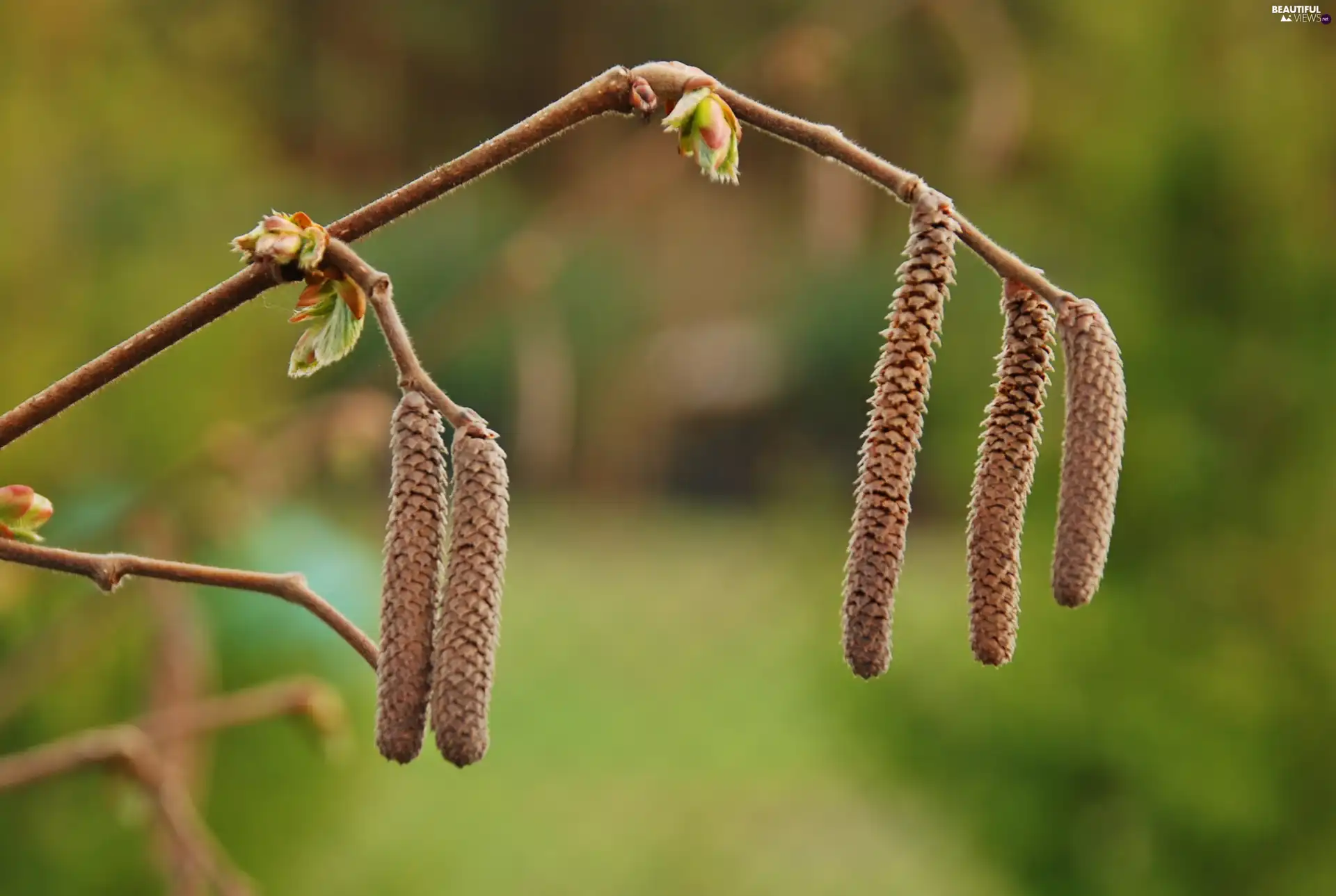 hazel, Spring, young, leaves, puss, twig