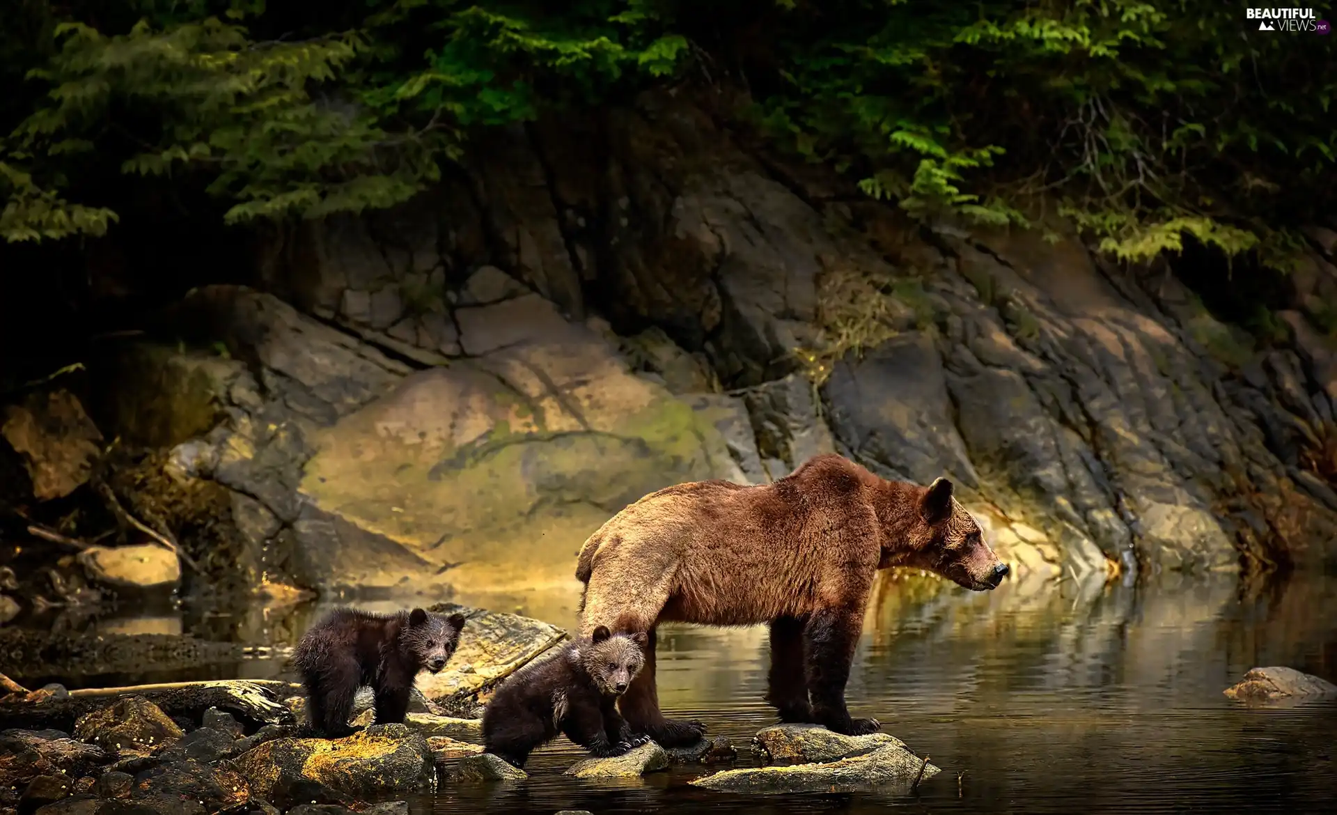 rocks, water, she-bear, young, Brown bear